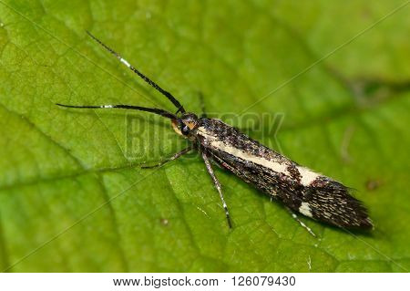 Esperia sulphurella micro moth. Tiny brown moth with yellow markings, in the family Oecophoridae