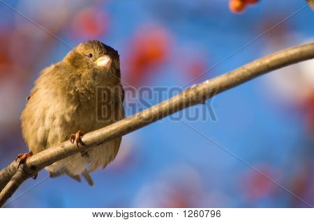Moineau