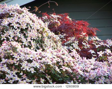 Clematis rosa Blüten