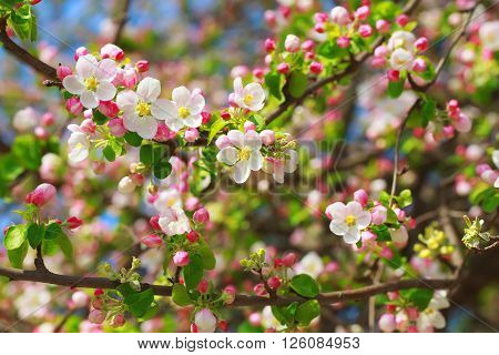 Bumblebee on pink and white spring apple blossom.
