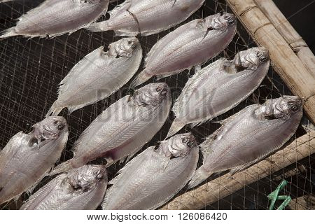 drying fish, flatfish on the net, fishing village in vietnam