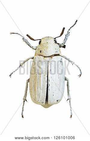 Anomala Grandis