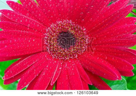 Gerbera flower. Flower. Beauty. Nature. Macro photo.