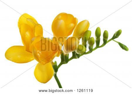 Fressia