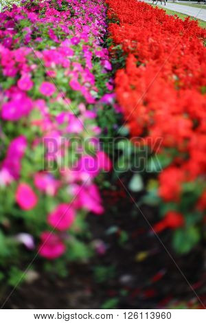 Flowers plantation in Royal Ratchaphruek Park at Thailand
** Note: Shallow depth of field