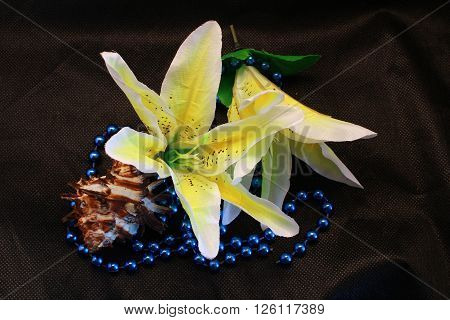 lily flower buds, close-up, close-up black background bud