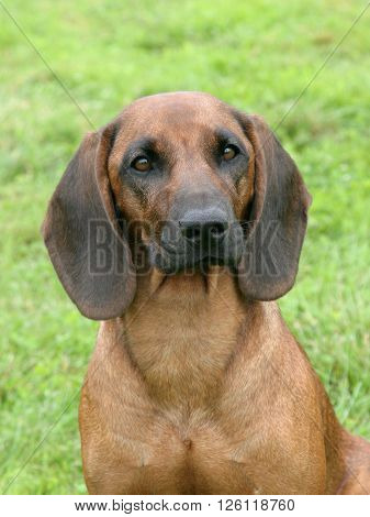 Typical Bavarian Moutain Scenthound in the spring garden
** Note: Visible grain at 100%, best at smaller sizes