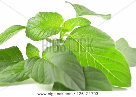 Amaranth, Amaranthus sp., Family Amaranthaceae, Central of Thailand