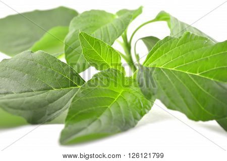 Amaranth, Amaranthus sp., Family Amaranthaceae, Central of Thailand