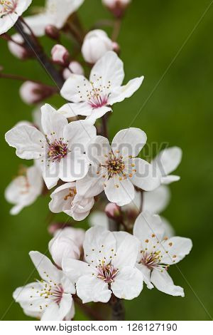 branch of white spring flowers on green natural background