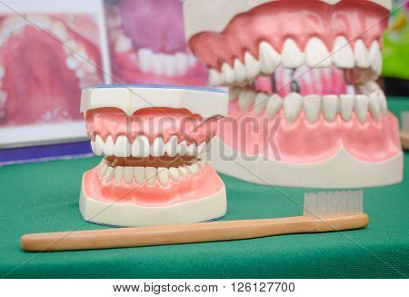 Dentoform for cleansing tooth demonstration at school