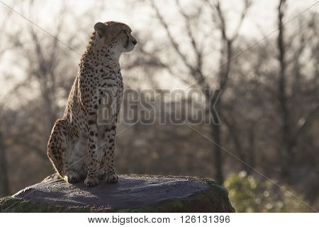 Cheetah on a rock loooking out for danger
** Note: Soft Focus at 100%, best at smaller sizes