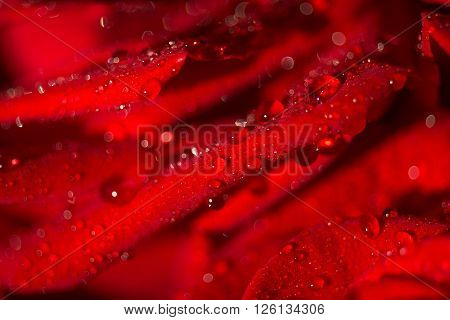 Macro photo of a rose with water droplets. Spring theme.