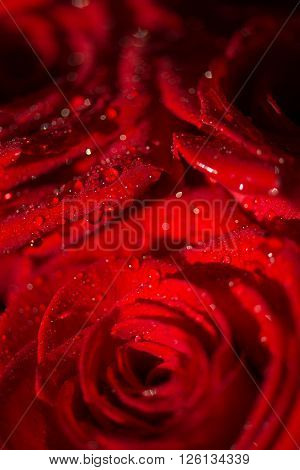 Macro photo of a rose with water droplets. Spring theme.