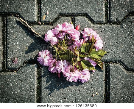 Twig of sakura tree is lying on the stone paving. Purple flowers.