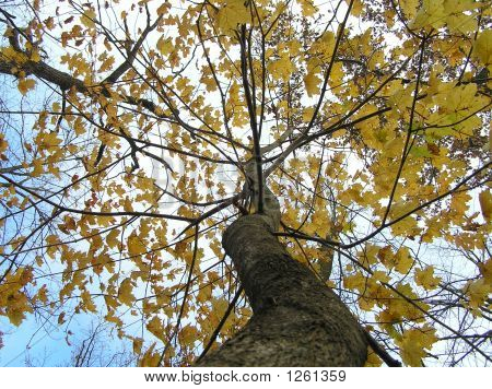 Un árbol de viento