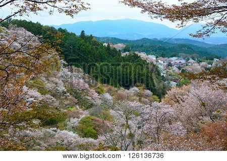 Beautiful white cherry blossom landscape on Mount Yoshino in Nara, Japan