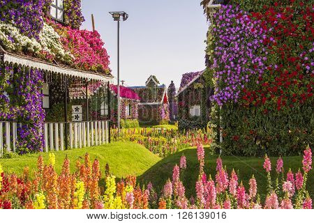 background landscape Street of amazing colorful houses of flowers in the Miracle Garden park, Dubai, United Arab Emirates