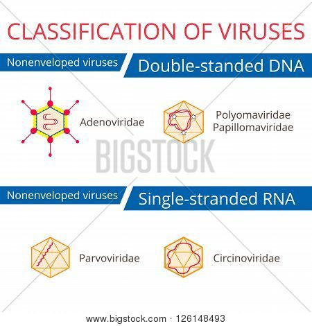 Classification of viruses. Nonenveloped viruses. Vector biology icons medical virus icons.