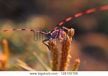 Timberman beetle. This Timberman beetle is climbing in a small pine