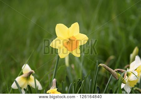 isolated narcissus flower in the grass outdoor