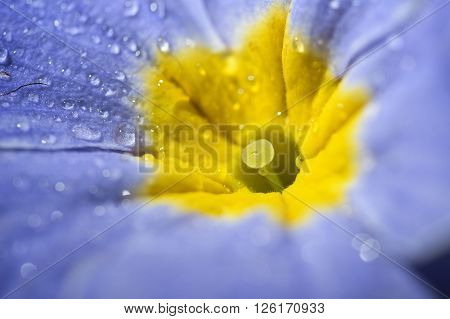 macro purple primrose with raindrop for nature background