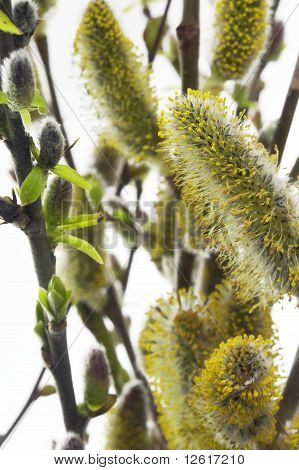 Catkin