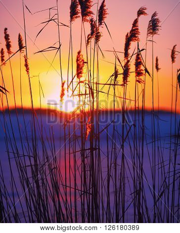 silhouette of reeds at sunset. Shallow depth of field.