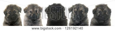 puppies Altdeutsche Schaferhunde in front of white background