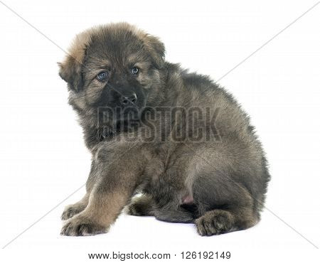 Altdeutsche Schaferhunde in front of white background
