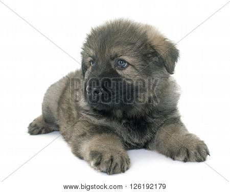Altdeutsche Schaferhunde in front of white background