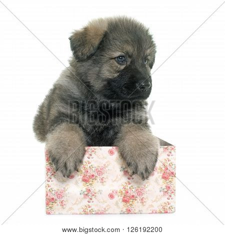 Altdeutsche Schaferhunde in front of white background