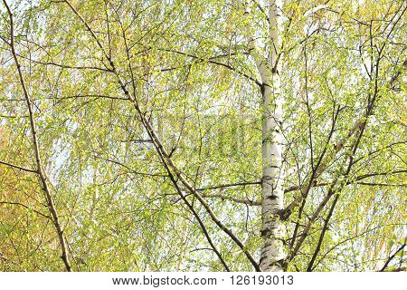 Beautiful birch with green leaves in spring against the sky.