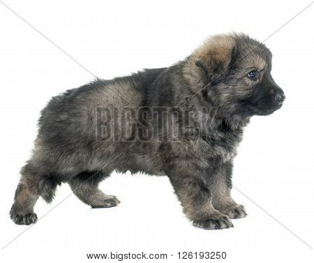 Altdeutsche Schaferhunde in front of white background