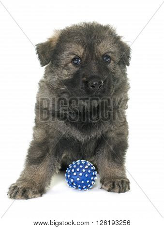 Altdeutsche Schaferhunde in front of white background
