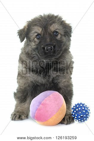 young sheepdog in front of white background