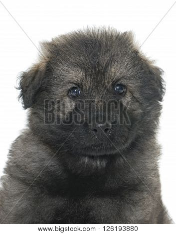 Altdeutsche Schaferhunde in front of white background