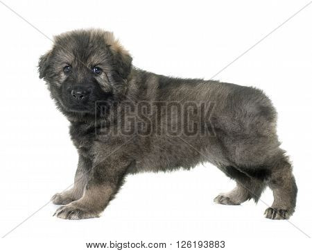 Altdeutsche Schaferhunde in front of white background