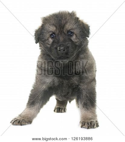 Altdeutsche Schaferhunde in front of white background