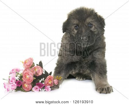 Altdeutsche Schaferhunde in front of white background