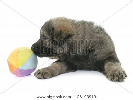 Altdeutsche Schaferhunde in front of white background