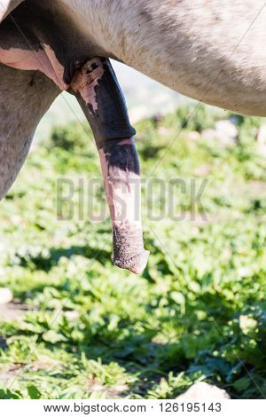 White horse excited with erect penis. free grazing in the countryside. Grazing green grass.