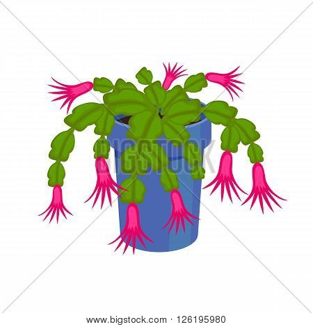 Flowering Cactus in a pot - home flower. Vector illustration.