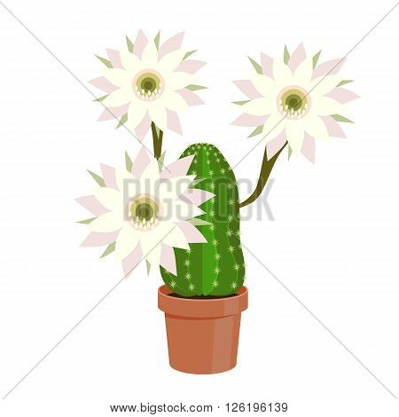 Flowering Cactus in a pot - home flower. Vector illustration.