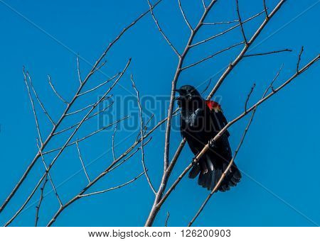 Red-winged Blackbird