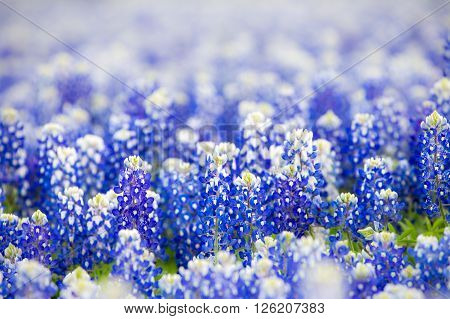 Texas Wildflower - Closeup Bluebonnets In Spring.