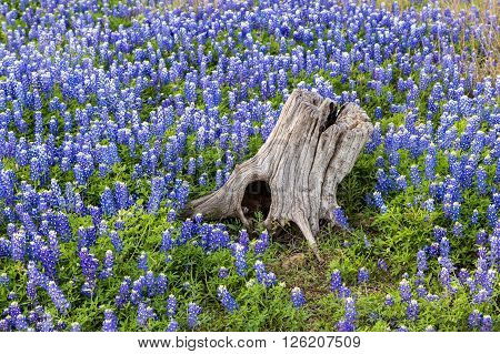 Beautiful Texas Bluebonnets field and tree Stump