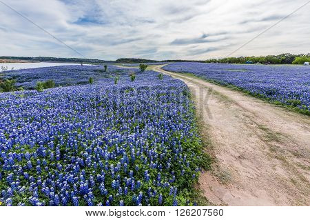 Texas Wild Bluebonnet Filed  In Muleshoe Bend Near Austin, Tx