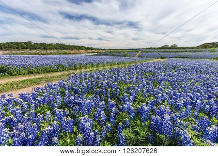 Large Texas Bluebonnet Field In Muleshoe Bend, Austin, Tx