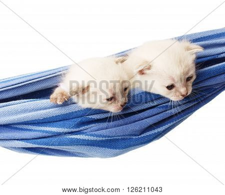 Two white kittens in a hammock. Cute white kittens in a blue hammock having rest, look down, curious, isolated at white. Adorable pets. Small heartwarming kitten. Little cats. High key